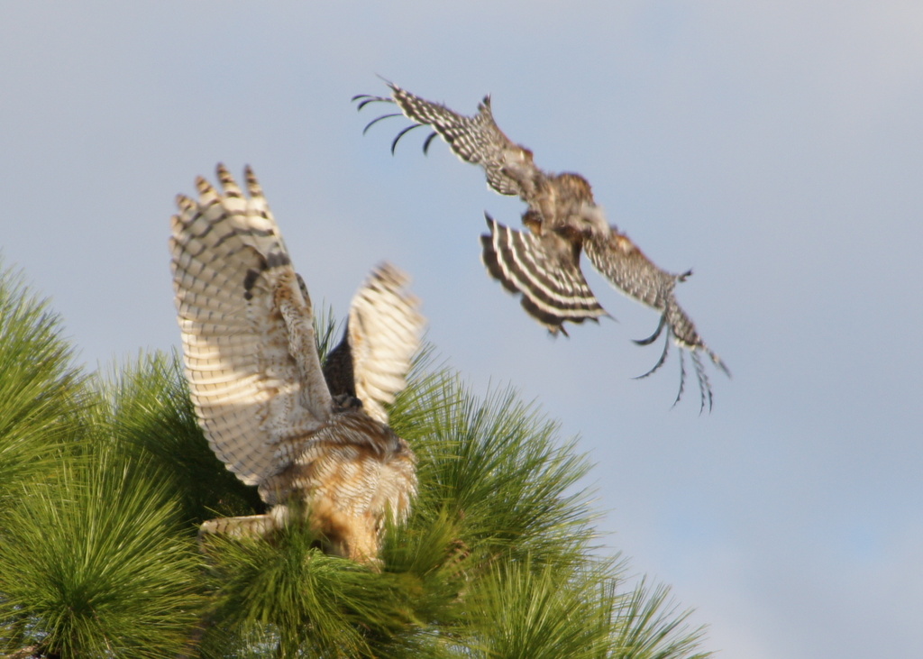 Great hHorned Owl and Red Shouldered Hawk by rob257