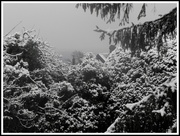 11th Feb 2013 - A snowy day.....