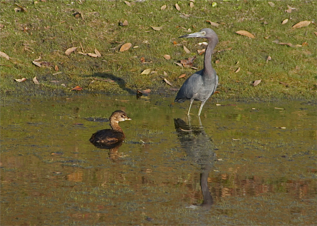 Pied Billed Grebe and Little Blue Heron by rob257