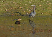 2nd Feb 2013 - Pied Billed Grebe and Little Blue Heron