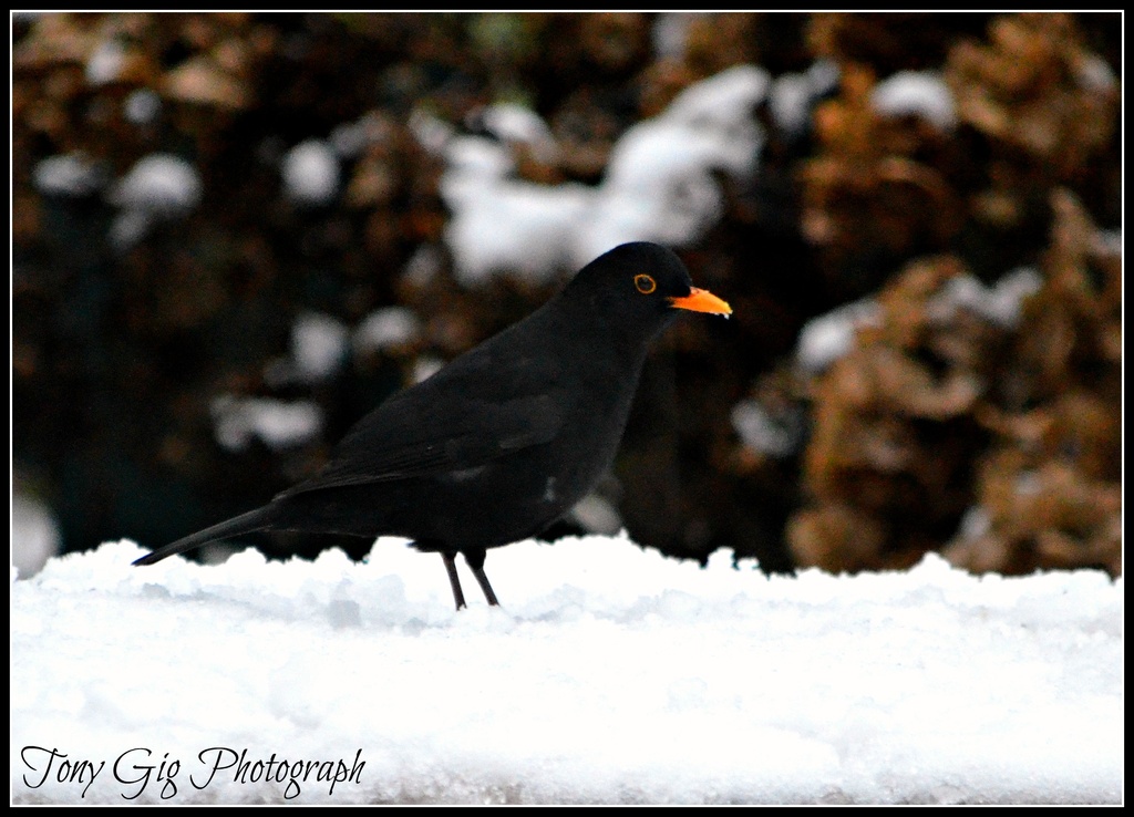Blackbird  by tonygig