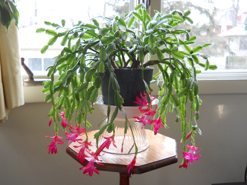 Dad's Christmas cactus in bloom by kchuk