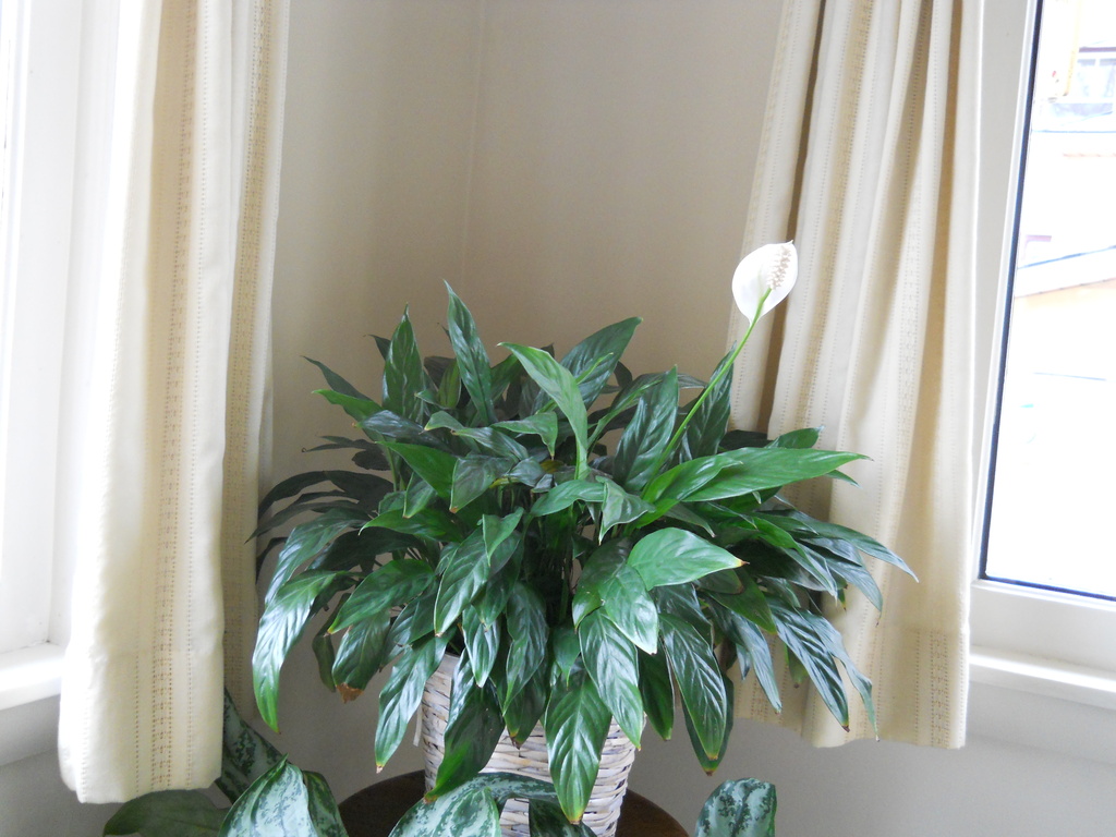 Peace lily bloom by kchuk