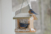 9th Feb 2013 - Bluebirds in Blizzard