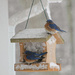 Bluebirds in Blizzard by lauriehiggins