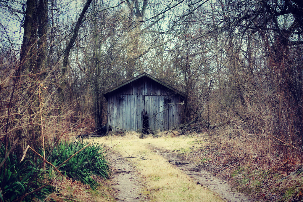Secluded Shed by cindymc