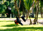 11th Feb 2013 - Panning cockatoos