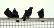 1st Feb 2013 - Pigeons