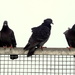 Pigeons by emma1231