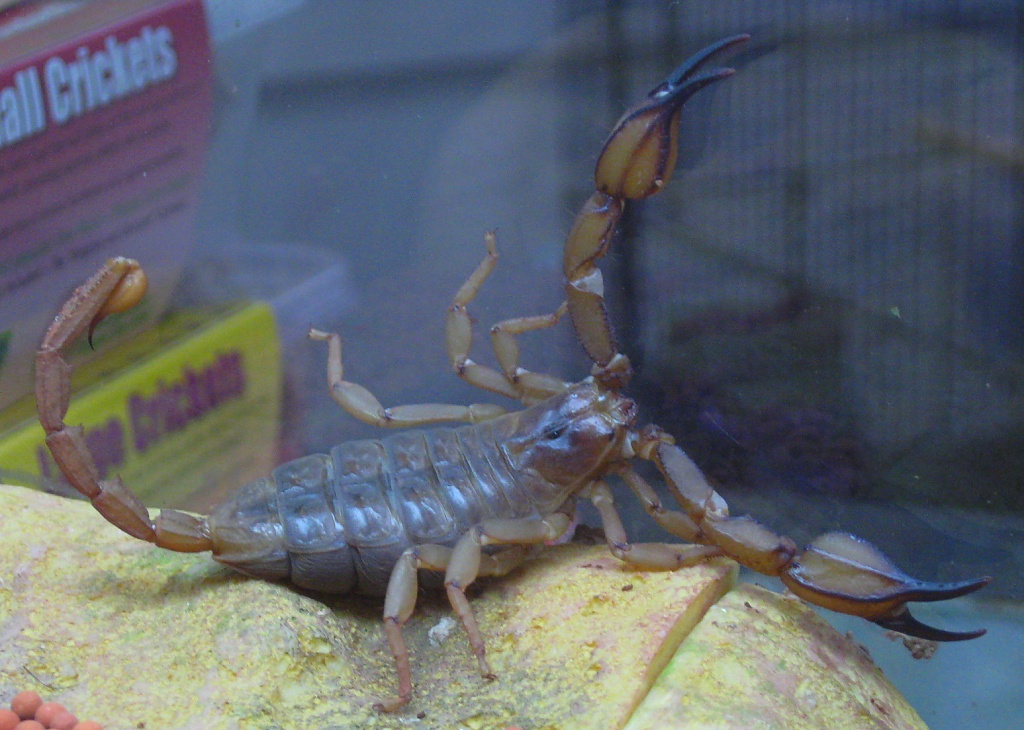 Just-fed Scorpion by mozette