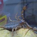 Just-fed Scorpion by mozette
