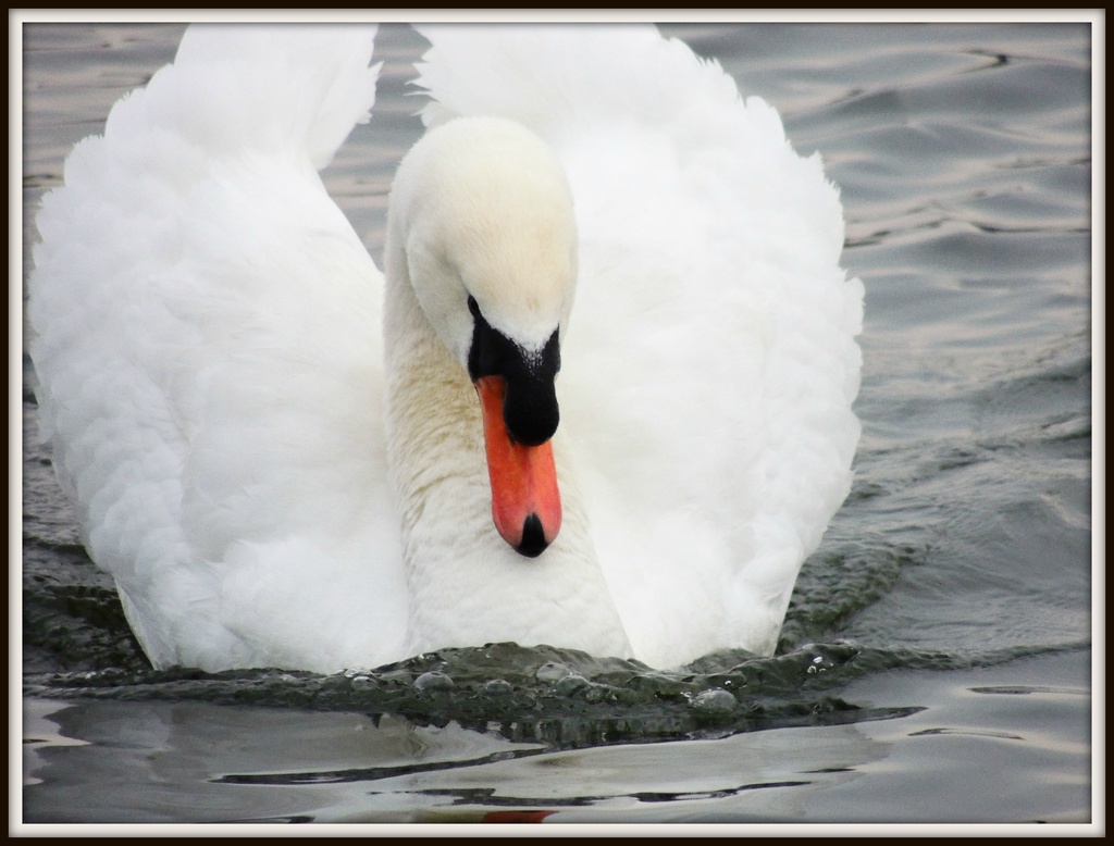 Swan by rosiekind