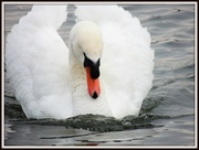12th Feb 2013 - Swan