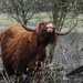 Highland steer again - 12-2 by barrowlane