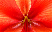 11th Feb 2013 - Backlit Amaryllis Petals