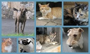 5th Aug 2010 - Cats & Dogs of New England