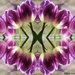 Tulip Collage by falcon11