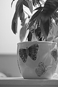 12th Feb 2013 - household object #2 - planter