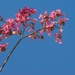 (Day 365) - Blossoms in the Big Blue Sky by cjphoto