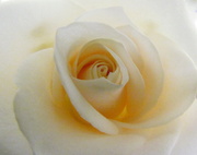 12th Feb 2013 - A Rose 
