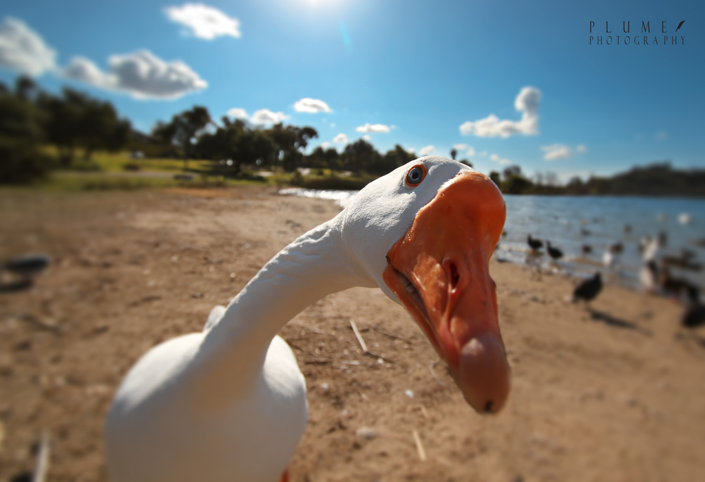 Duck, duck... by orangecrush