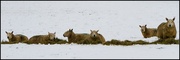 12th Feb 2013 - a sheep's dilemma - eat it or lie on it?