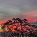 A touch of pink by corymbia
