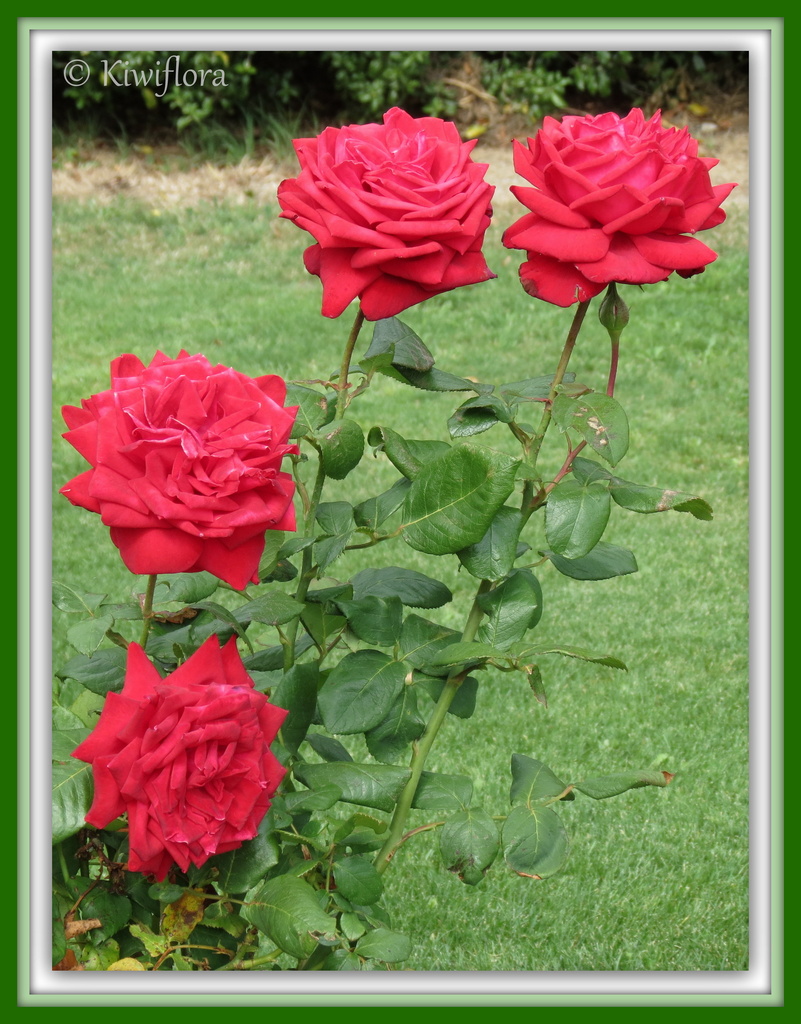 Rose 'In Loving Memory' by kiwiflora