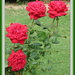 Rose 'In Loving Memory' by kiwiflora