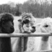 Monochrome alpacas by nicoleterheide