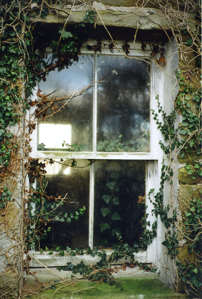 ivy house window by ingrid2101