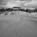 Porcupine Tracks by jgpittenger