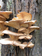 7th Feb 2013 - bracket Fungi