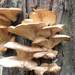 bracket Fungi by oldjosh