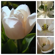 12th Feb 2013 - White tulip