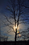 14th Feb 2013 - Sun stuck in a tree