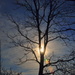 Sun stuck in a tree by jayberg