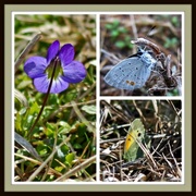 13th Feb 2013 - Signs of Spring