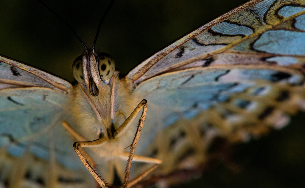 butterfly  by jantan