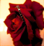 14th Feb 2013 - Valentine Rose