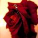 Valentine Rose by maggiemae