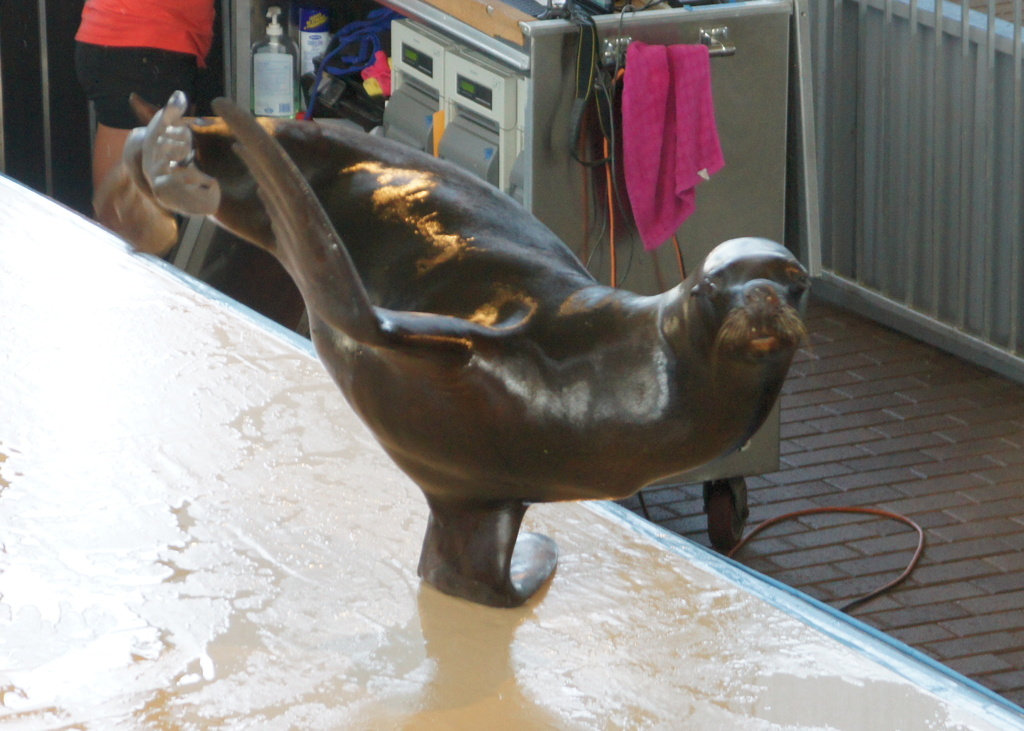 500 Pound Sea Lion Balancing on One Flipper by rob257
