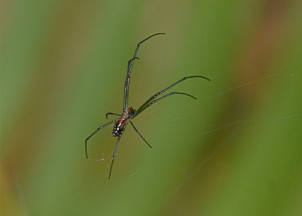 Small Spider by rob257
