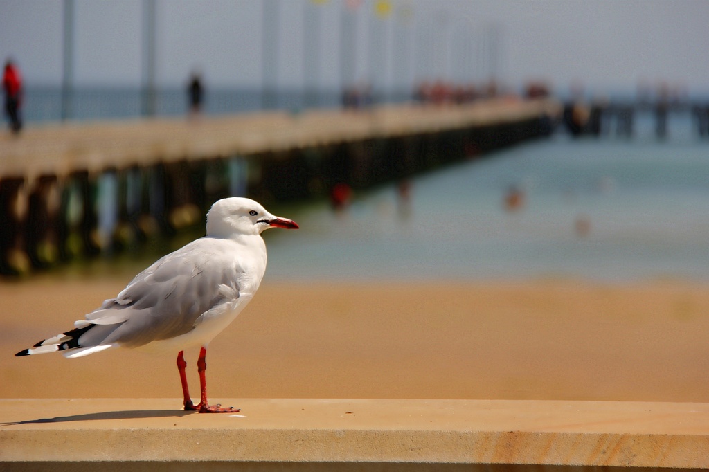 Surveying seagull by pictureme