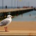 Surveying seagull by pictureme