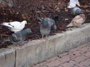 7th Nov 2010 - Domestic Pigeons (Columba livia domestica) - Pulu