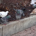 Domestic Pigeons (Columba livia domestica) - Pulu by annelis