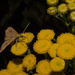 moth visiting the tansy by kali66