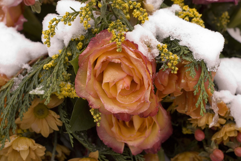 Frozen Flowers by tracybeautychick