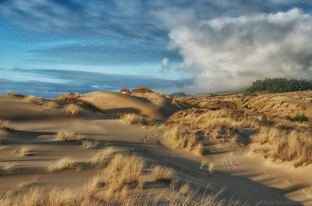 Dune Grass by jgpittenger